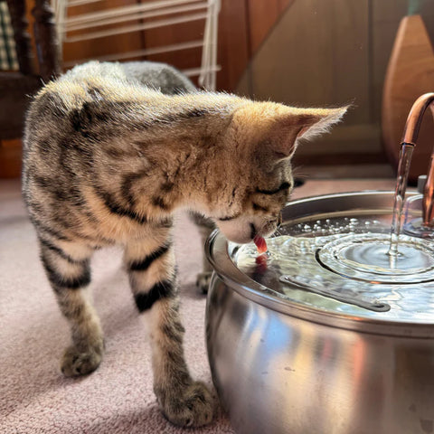 FeedoraPet™ Elevated Stainless Steel Dog & Cat Bowl Set | Vet-Recommended Raised Pet Feeding Station