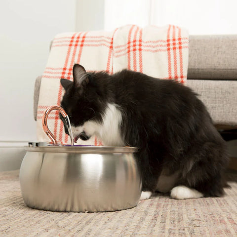 FeedoraPet™ Elevated Stainless Steel Dog & Cat Bowl Set | Vet-Recommended Raised Pet Feeding Station