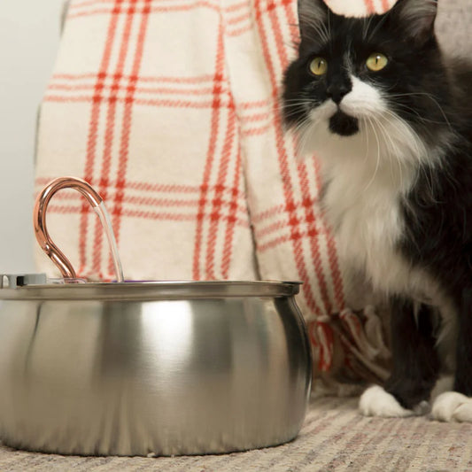 FeedoraPet™ Elevated Stainless Steel Dog & Cat Bowl Set | Vet-Recommended Raised Pet Feeding Station