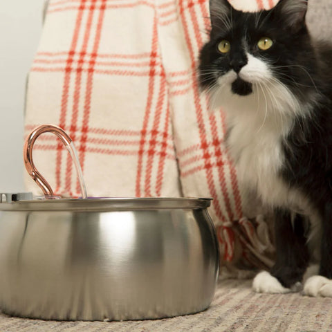 FeedoraPet™ Elevated Stainless Steel Dog & Cat Bowl Set | Vet-Recommended Raised Pet Feeding Station